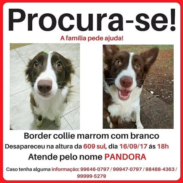 Cachorro ra a Border Collie idade 1 ano nome Padora