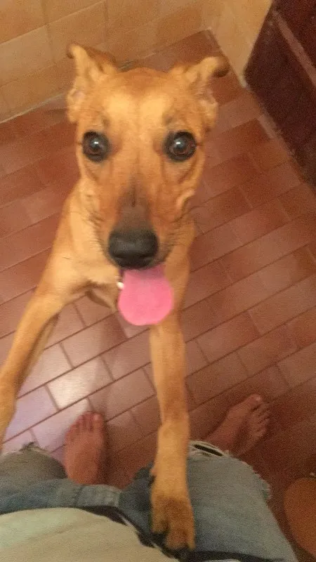 Cachorro ra a Viralata idade 7 a 11 meses nome Dori