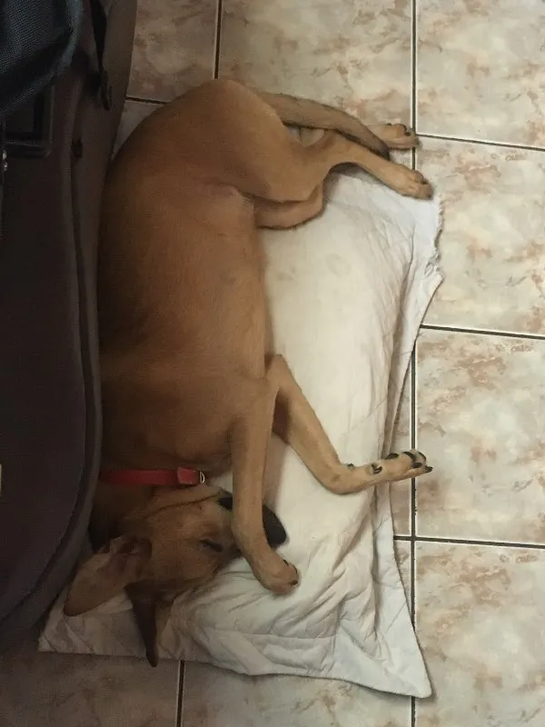 Cachorro ra a Viralata idade 7 a 11 meses nome Dori