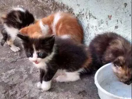Gato raça SRD idade Abaixo de 2 meses nome Lili