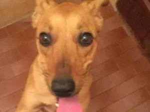 Cachorro raça Viralata idade 7 a 11 meses nome Dori