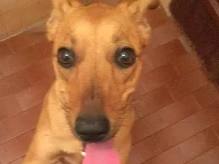 Cachorro ra a Viralata idade 7 a 11 meses nome Dori