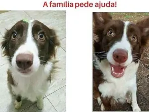 Cachorro raça Border Collie idade 1 ano nome Padora