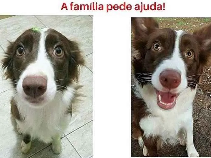 Cachorro ra a Border Collie idade 1 ano nome Padora