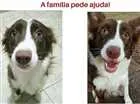 Cachorro raça Border Collie idade 1 ano nome Padora