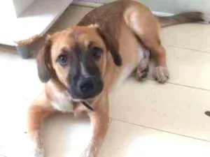 Cachorro raça Vira lata idade 2 a 6 meses nome Yoshi