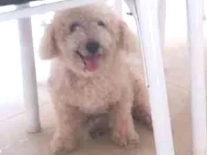 Cachorro raça Poodle idade 6 ou mais anos nome Mell