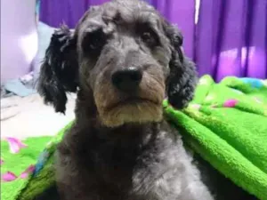 Cachorro raça Poodle idade 6 ou mais anos nome Bilú e Doninha