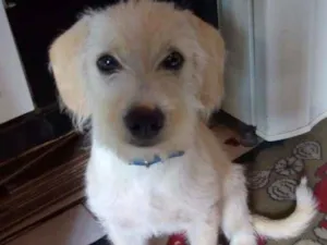 Cachorro raça Sem raça idade 7 a 11 meses nome Lalinha 