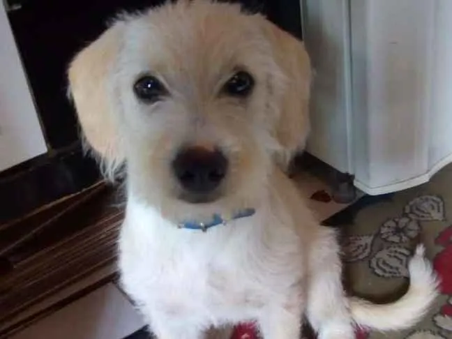 Cachorro ra a Sem raça idade 7 a 11 meses nome Lalinha 