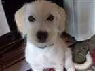 Cachorro raça Sem raça idade 7 a 11 meses nome Lalinha 