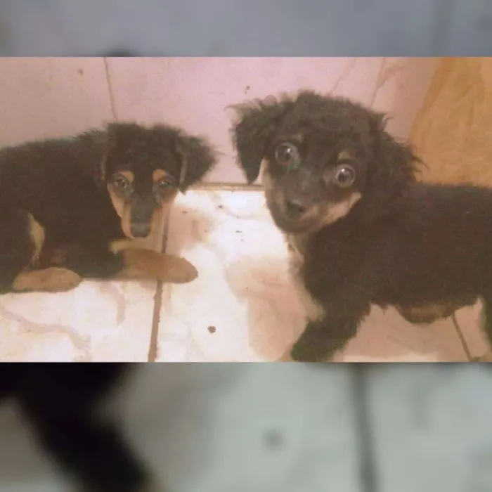 Cachorro ra a sdr idade 2 a 6 meses nome sem nome ainda