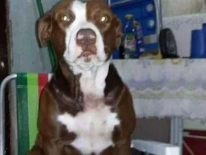 Cachorro raça Pitbull red nose idade 3 anos nome Era
