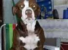 Cachorro raça Pitbull red nose idade 3 anos nome Era