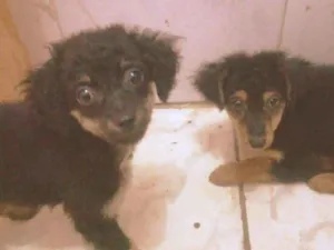 Cachorro raça sdr idade 2 a 6 meses nome sem nome ainda
