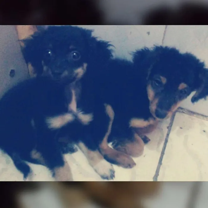 Cachorro ra a sdr idade 2 a 6 meses nome sem nome ainda