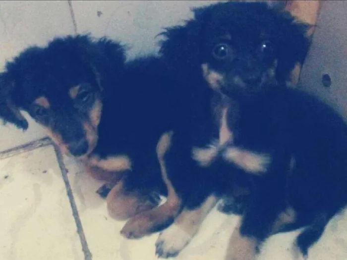 Cachorro ra a sdr idade 2 a 6 meses nome sem nome ainda