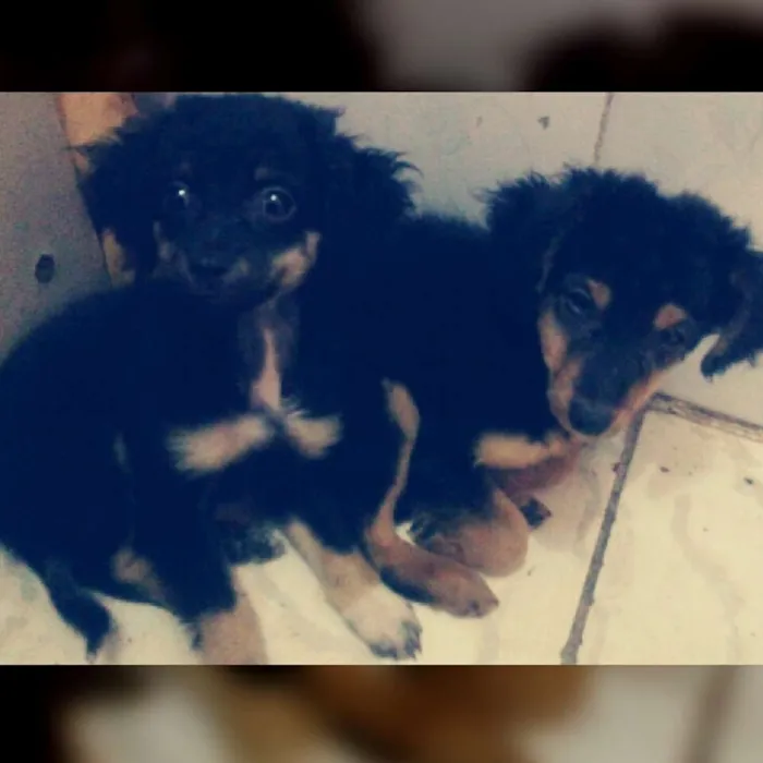 Cachorro ra a sdr idade 2 a 6 meses nome sem nome ainda