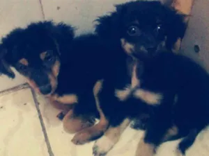 Cachorro raça sdr idade 2 a 6 meses nome sem nome ainda