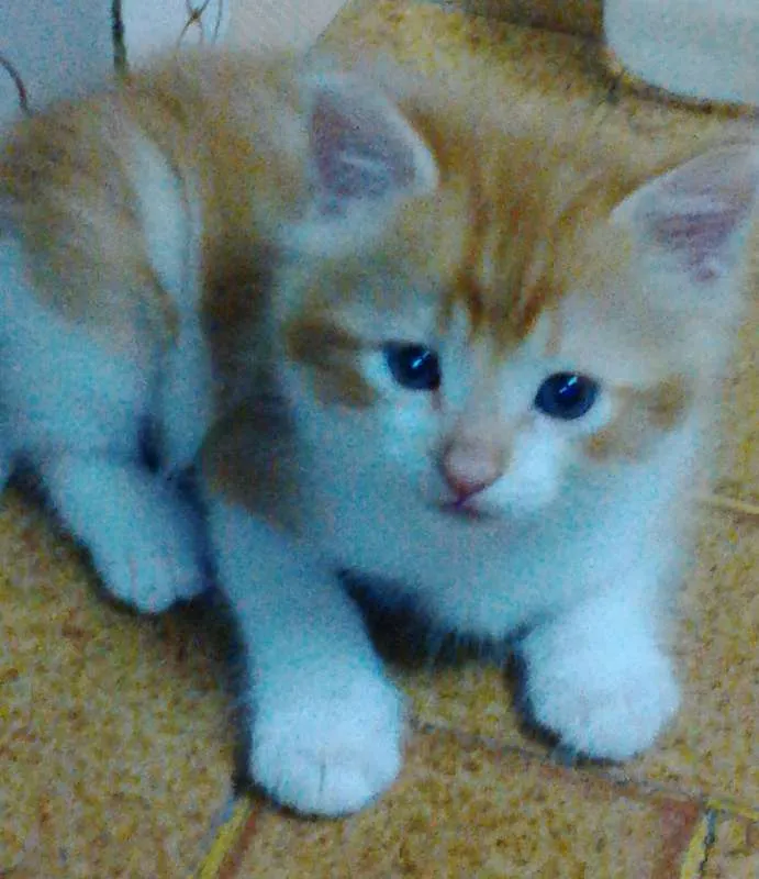 Gato raça  idade Abaixo de 2 meses nome sem nome