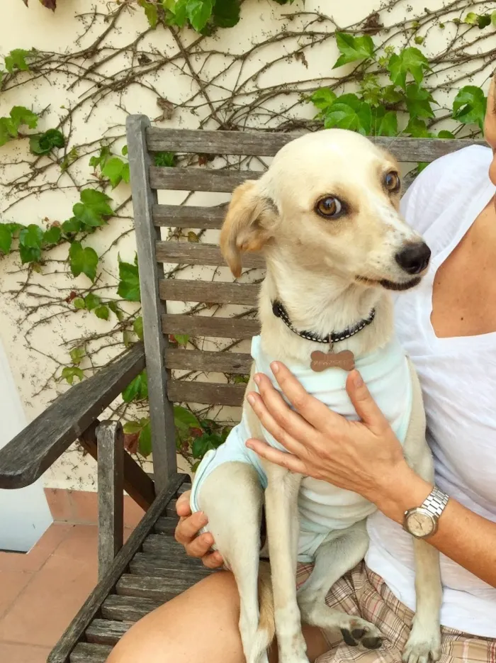 Cachorro ra a Srd idade 7 a 11 meses nome Clara  porte pequeno