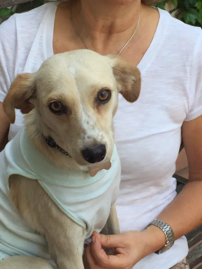 Cachorro ra a Srd idade 7 a 11 meses nome Clara  porte pequeno