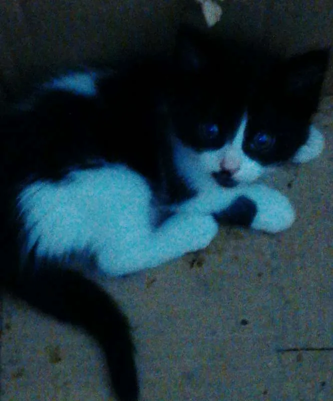 Gato raça  idade Abaixo de 2 meses nome SEM NOME