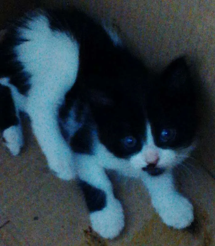 Gato raça  idade Abaixo de 2 meses nome SEM NOME