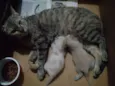 Gatinhos