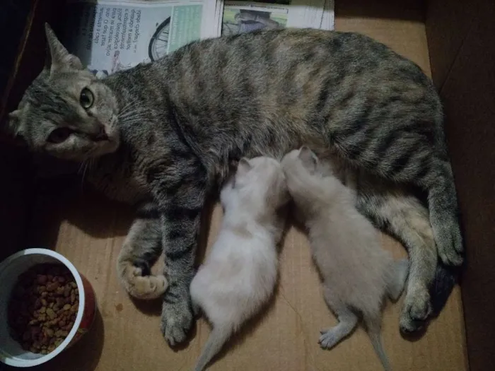 Gato raça Não sei idade Abaixo de 2 meses nome Gatinhos