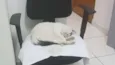 Sem 