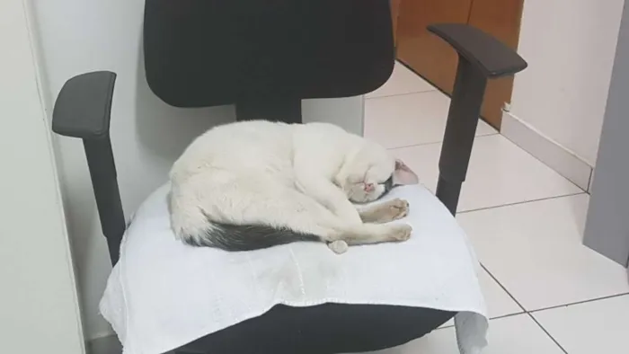 Gato ra a SRD idade 1 ano nome Sem 