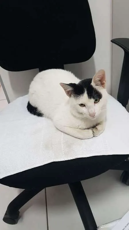 Gato ra a SRD idade 1 ano nome Sem 