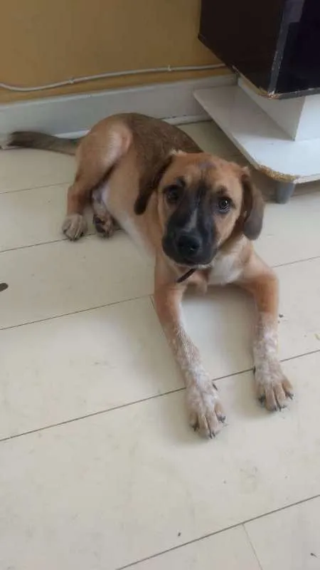 Cachorro ra a srd idade 2 a 6 meses nome Yoshi