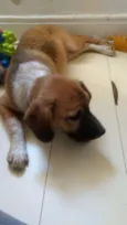 Yoshi