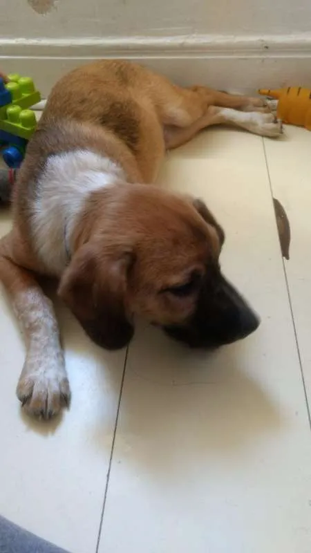 Cachorro ra a srd idade 2 a 6 meses nome Yoshi