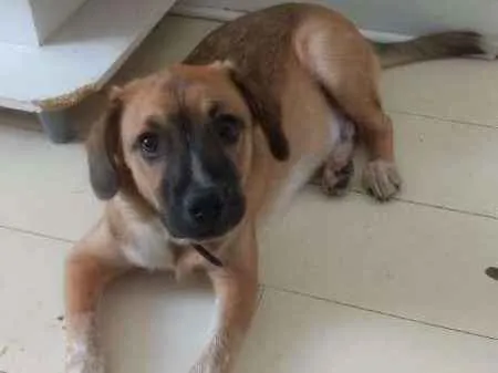 Cachorro ra a srd idade 2 a 6 meses nome Yoshi