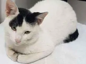 Gato raça SRD idade 1 ano nome Sem 