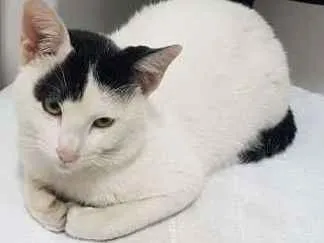 Gato ra a SRD idade 1 ano nome Sem 