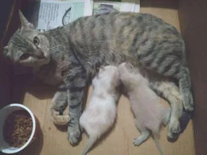 Gato raça Não sei idade Abaixo de 2 meses nome Gatinhos