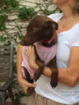 Brownie
