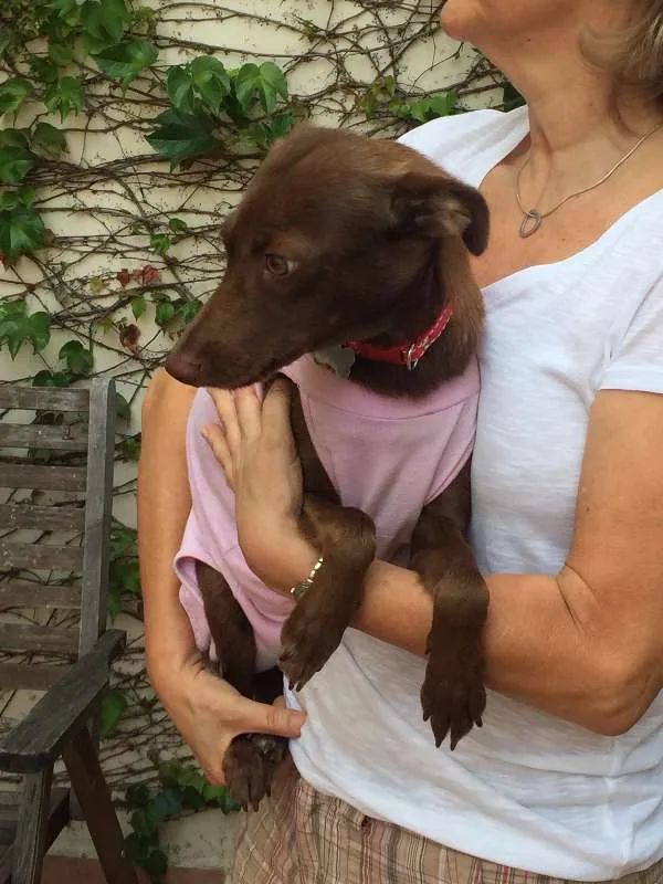Cachorro ra a SRD idade 7 a 11 meses nome Brownie