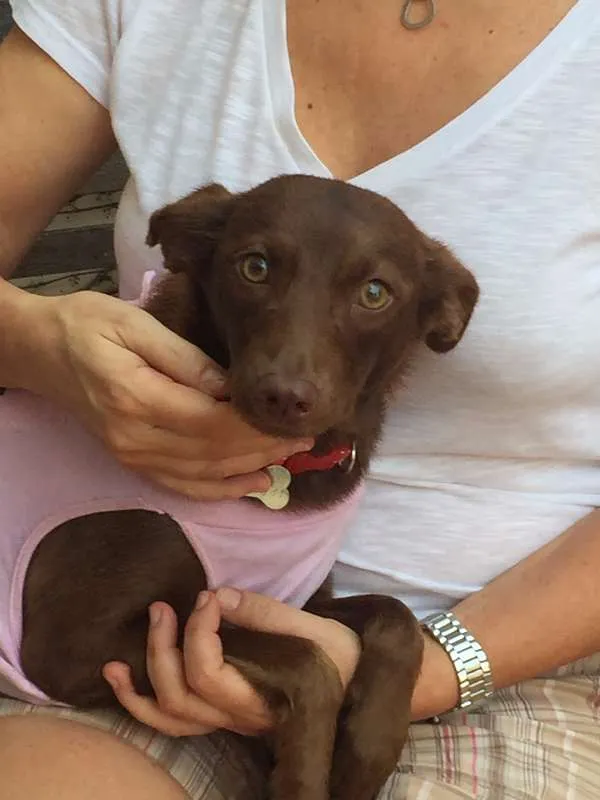 Cachorro ra a SRD idade 7 a 11 meses nome Brownie