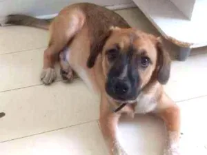 Cachorro raça srd idade 2 a 6 meses nome Yoshi