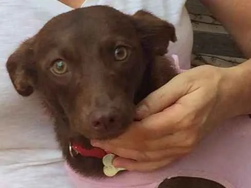 Cachorro ra a SRD idade 7 a 11 meses nome Brownie