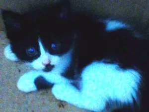 Gato raça  idade Abaixo de 2 meses nome SEM NOME