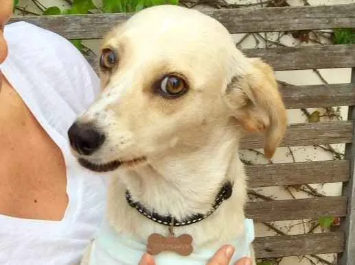 Cachorro ra a Srd idade 7 a 11 meses nome Clara  porte pequeno