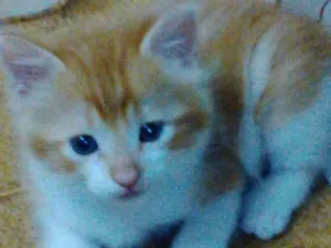 Gato raça  idade Abaixo de 2 meses nome sem nome