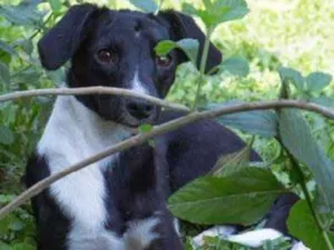 Cachorro raça Srd idade 1 ano nome Olivia (8kgs)
