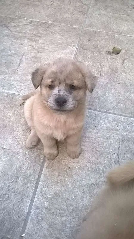 Cachorro ra a  idade 2 a 6 meses nome filhote